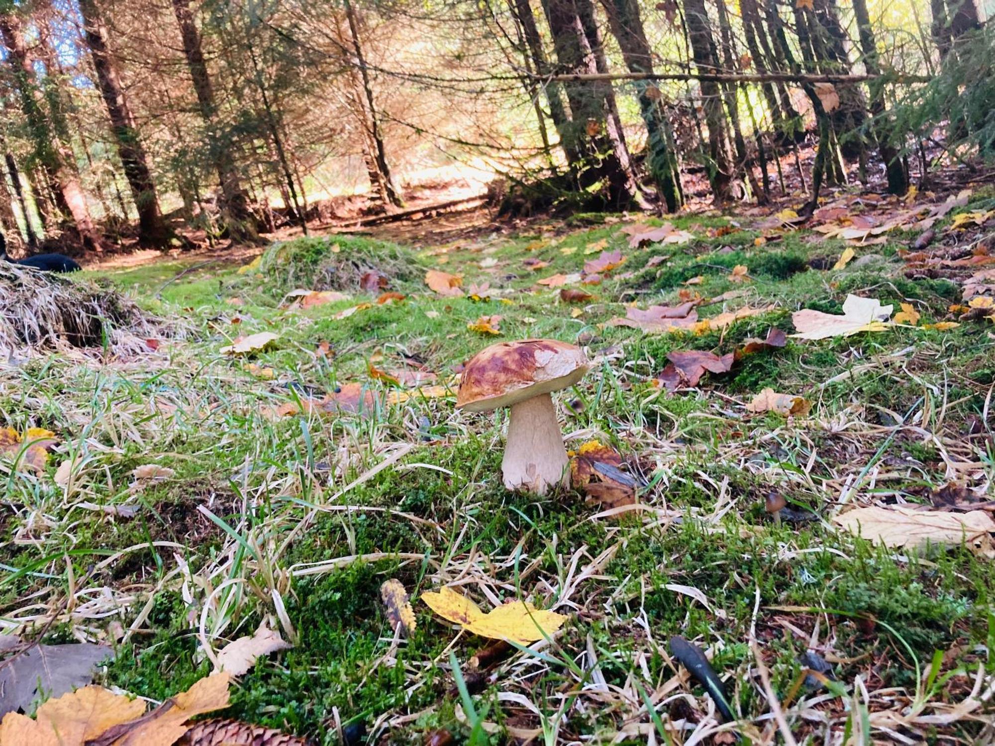 Le Perchoir, Gite 7 Personnes, Le Grand Valtin Ban-sur-Meurthe-Clefcy Exteriör bild