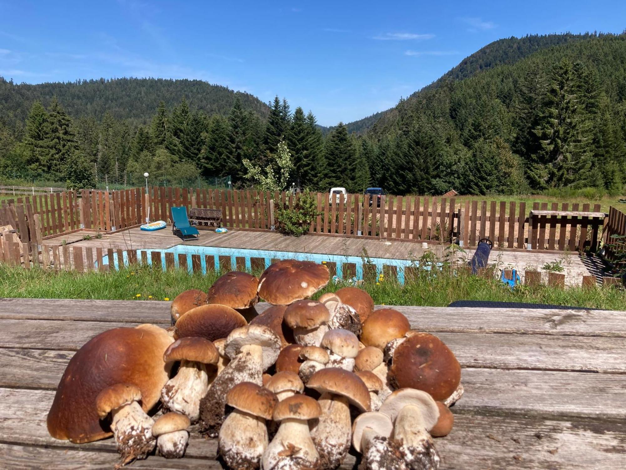 Le Perchoir, Gite 7 Personnes, Le Grand Valtin Ban-sur-Meurthe-Clefcy Exteriör bild