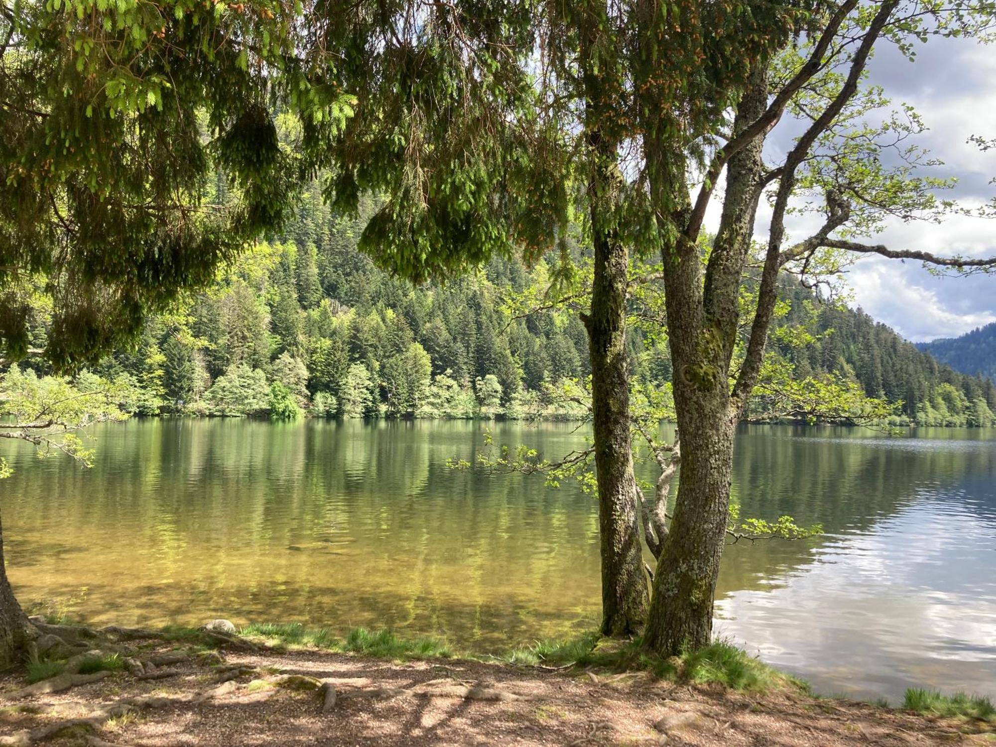 Le Perchoir, Gite 7 Personnes, Le Grand Valtin Ban-sur-Meurthe-Clefcy Exteriör bild